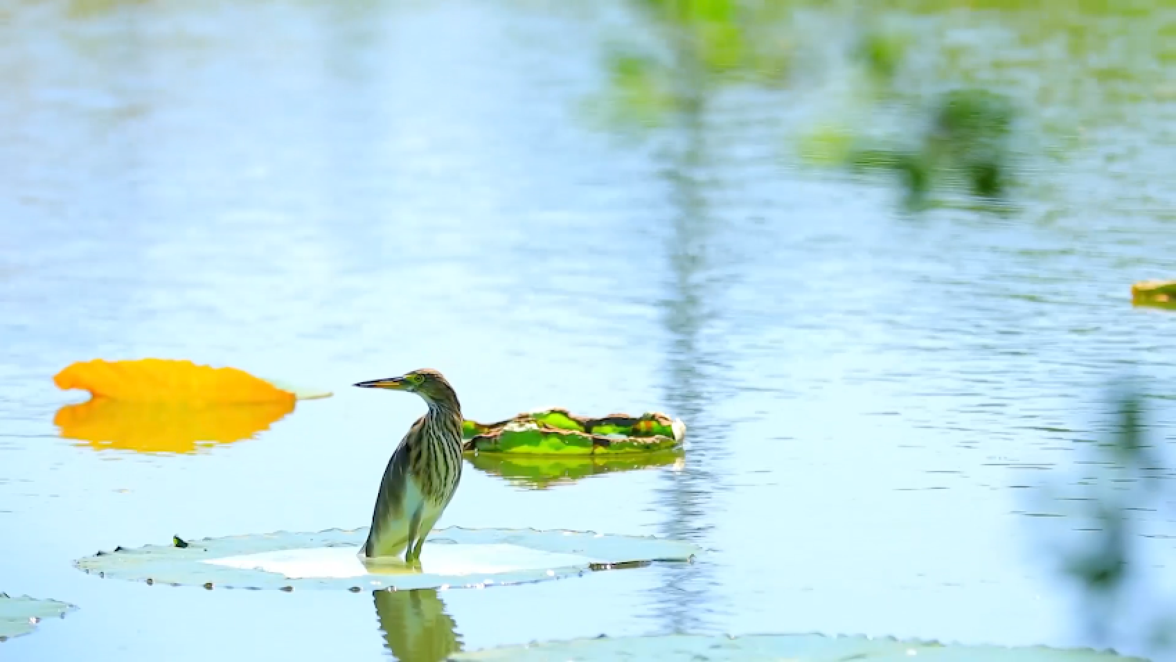 水韵新生——漳州海绵城市启示录